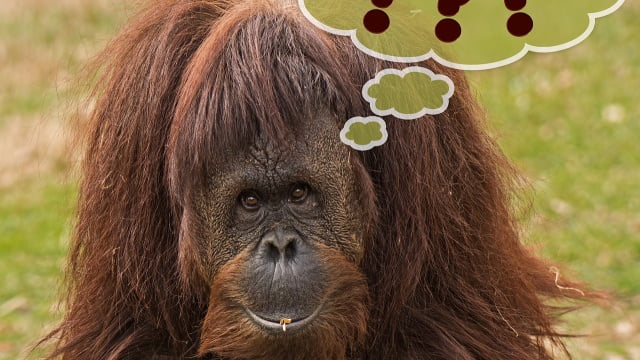 Er to-tone ure moderne? Opdag den nyeste trend inden for urmode